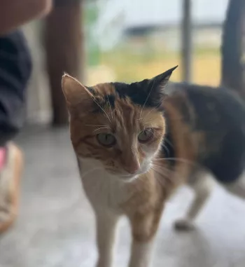 Caramel