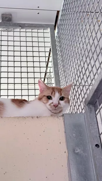 Merlin