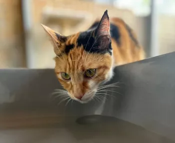 Caramel