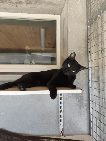Lupin