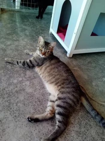 Mimosa