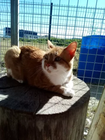 Rambo